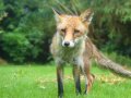 riley_by_kitchiki-d5e7ndw.jpg